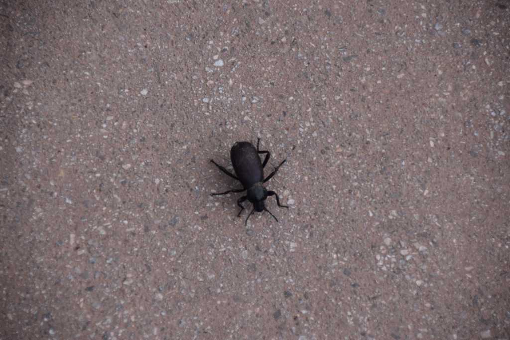 DSC_0726Mittel_.JPG